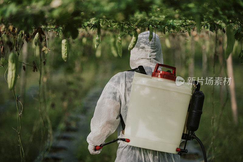 an asian chinese female farmer with protective suit spraying on bitter groud plants in the farm for disinfection